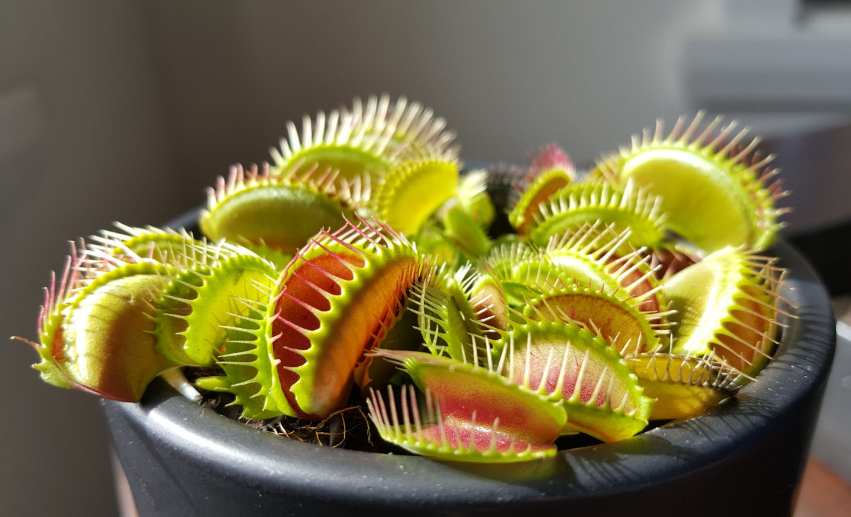 Plantas de Venus fly trap em um vaso cinza.