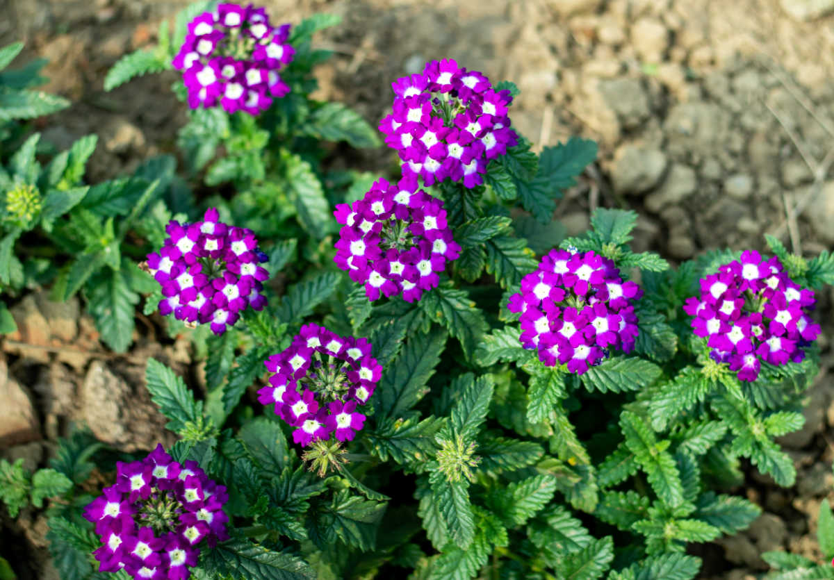 Pequenas flores roxas e brancas de verbena em solo argiloso.