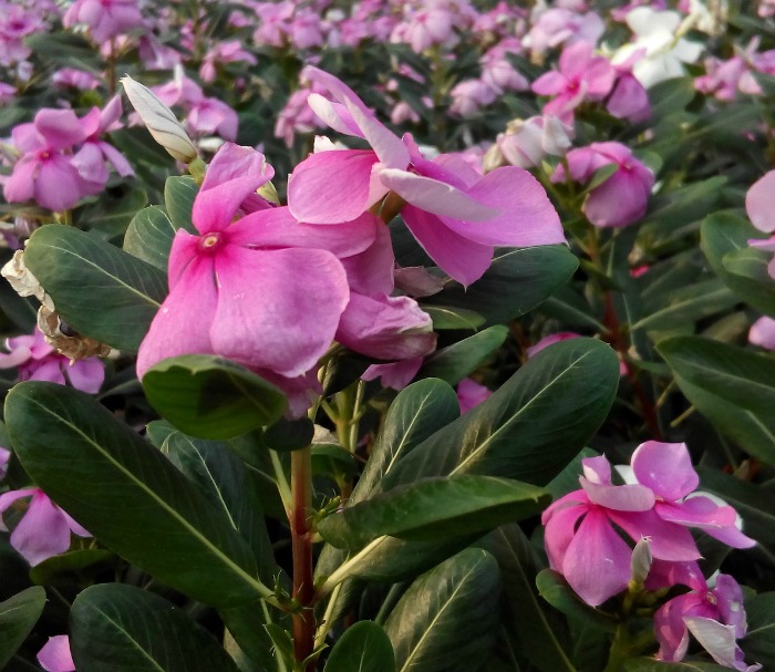 Vinca não precisa de deadheading - close da planta.