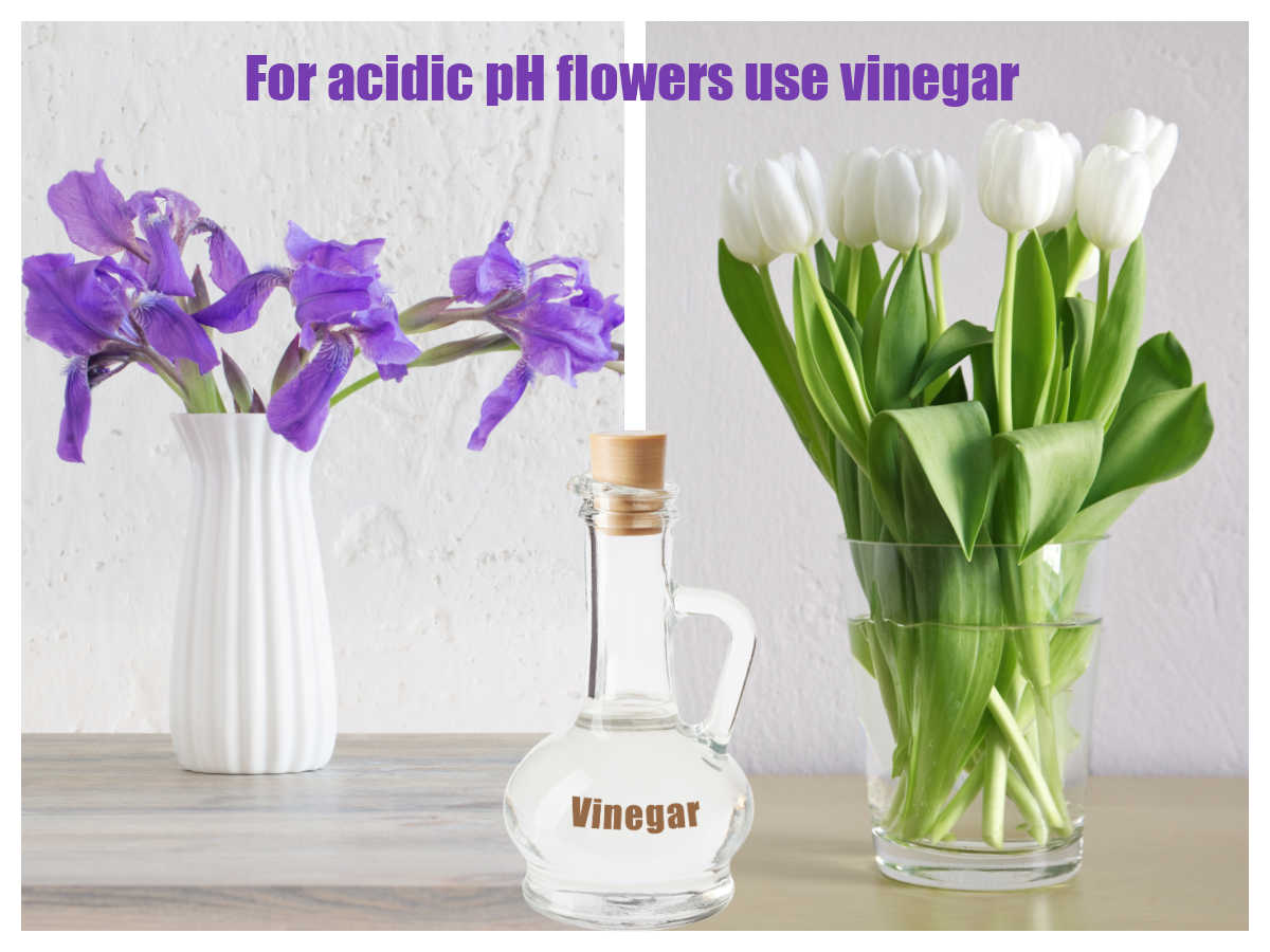 Íris e tulipas em vasos com vinagre e palavras Para flores de pH ácido, use vinagre.