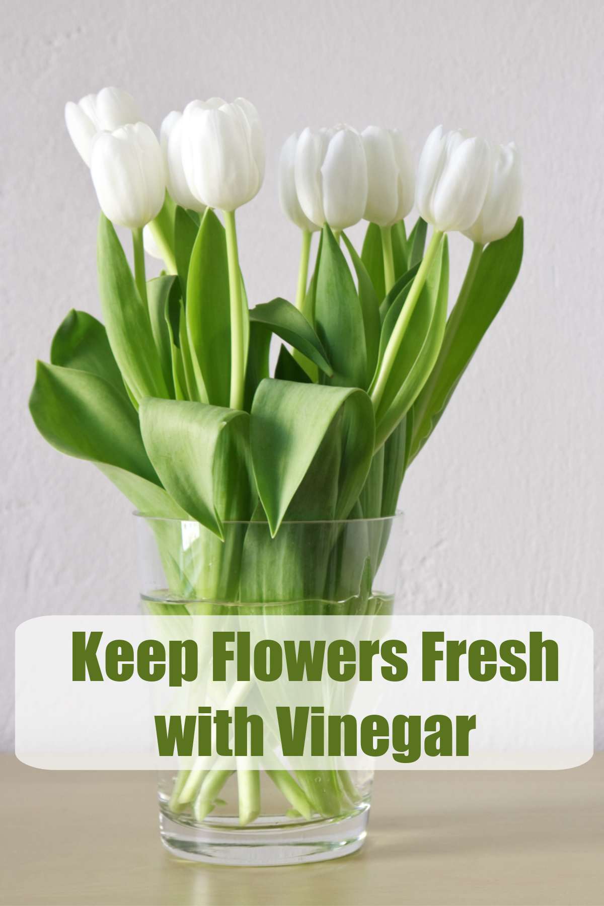 Vaso de tulipas brancas com palavras Mantenha as Flores Frescas com Vinagre.