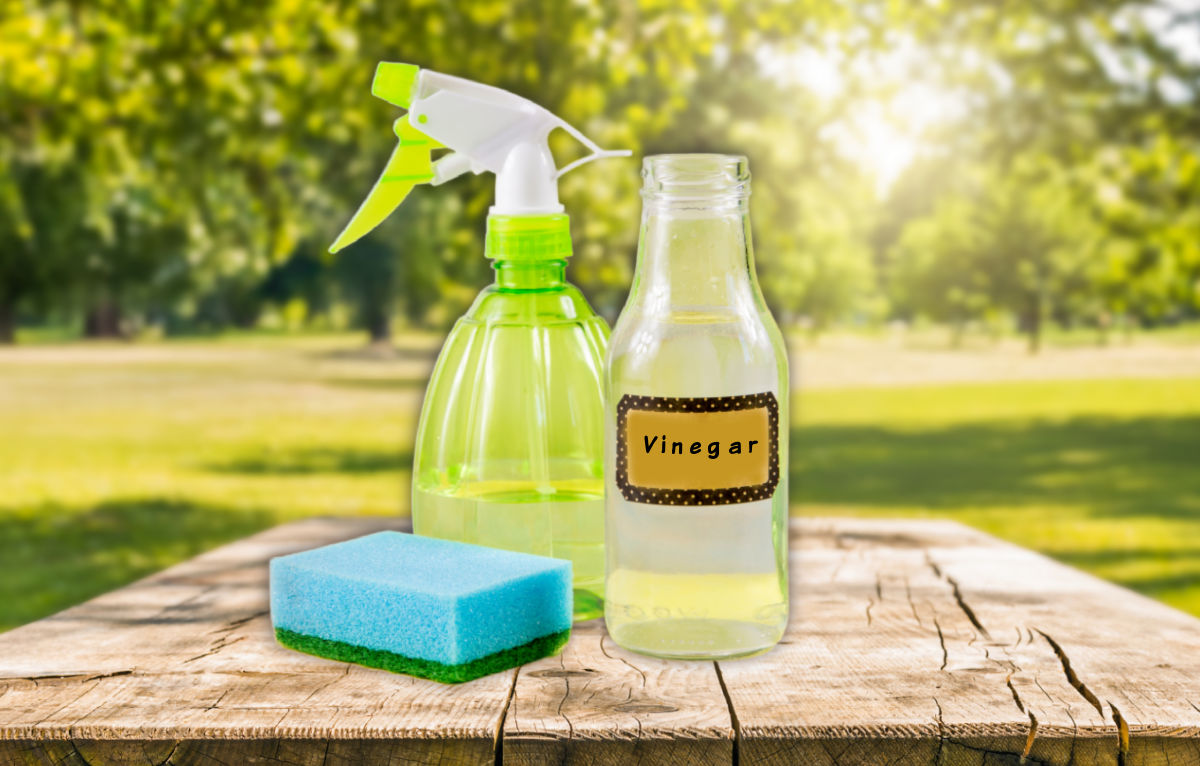 Vinagre, borrifador e esponja para fazer um spray para repelir esquilos no jardim.