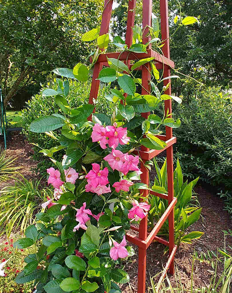 Vinhas de mandevilla subindo em um obelisco de madeira para jardim.