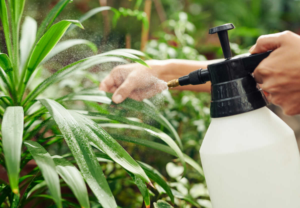 Prato com pulverizador, lavando uma planta.