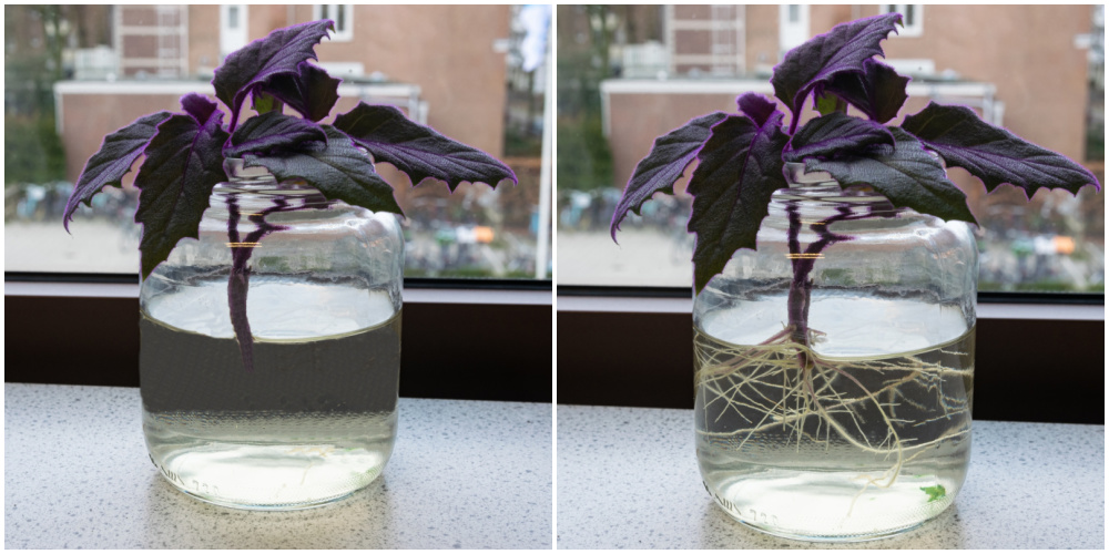 Enraizamento de estacas de purple passion plant na água em um peitoril de janela.