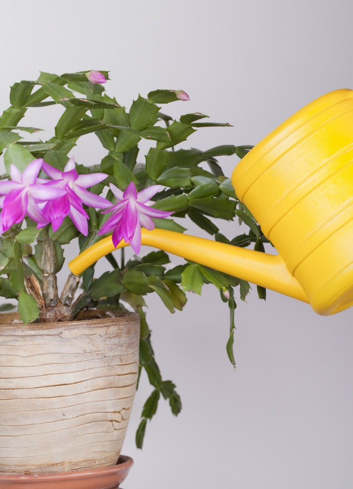 Regando um cacto de Ação de Graças. Um regador amarelo regando um cacto caranguejo em flor.