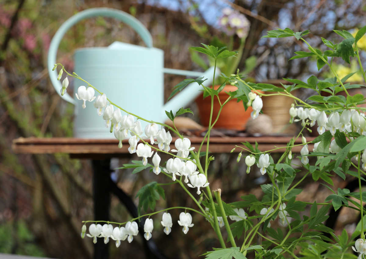 Um regador branco sobre uma mesa com vasos de jardim ao lado de flores brancas de coração-sangrento.