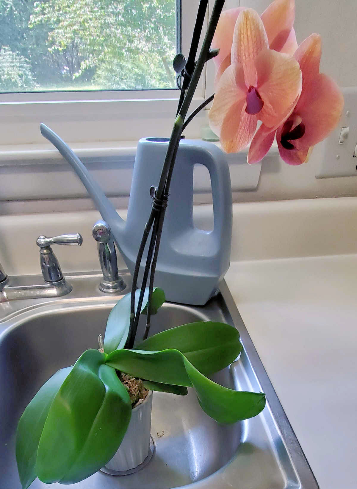 Uma orquídea mariposa sentada em uma pia de cozinha com um regador azul próximo.