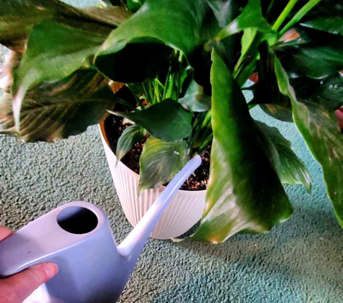 Mulher com um regador azul regando um lírio da paz.