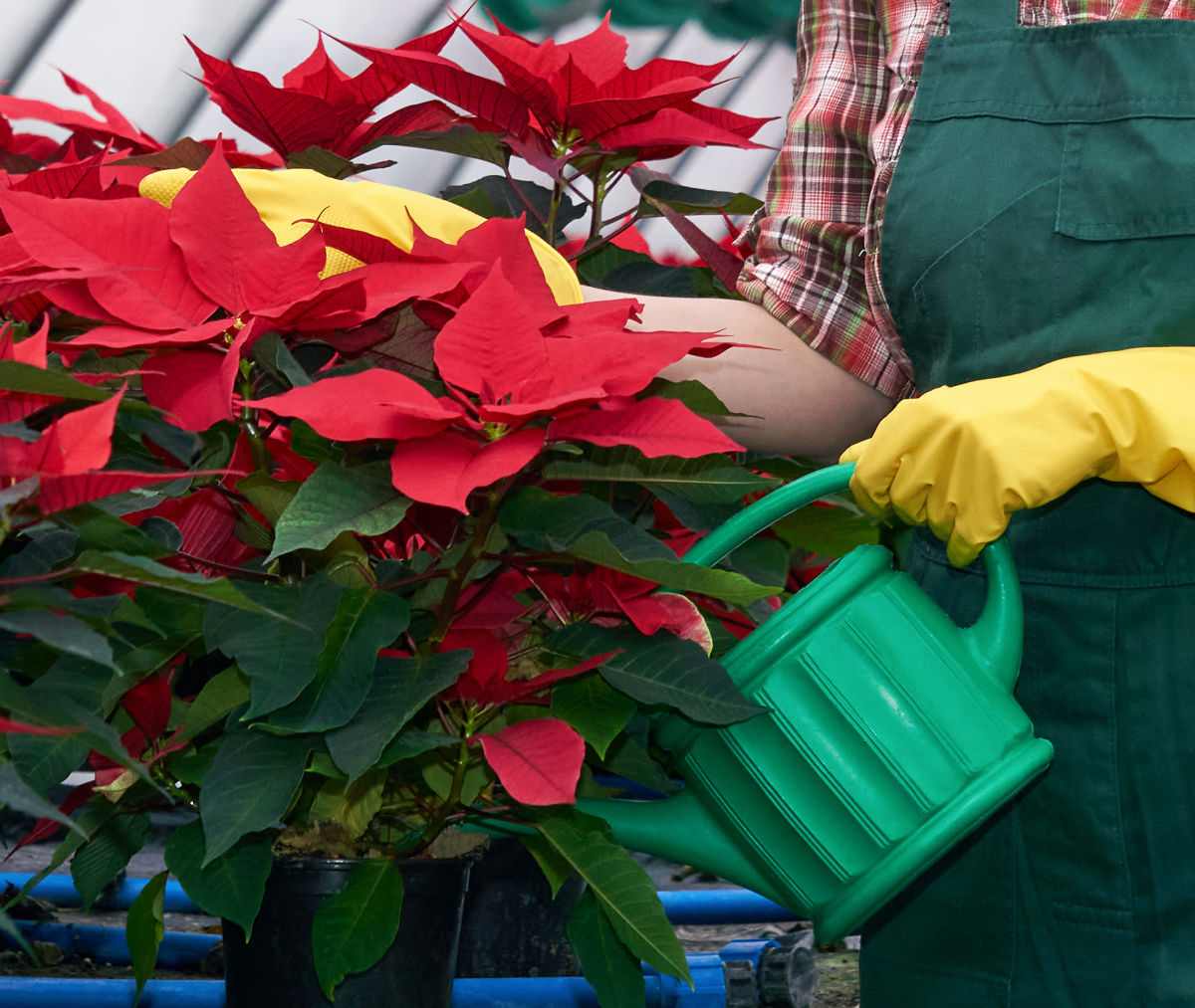 Mulher regando uma planta de poinsettia em um vaso preto.