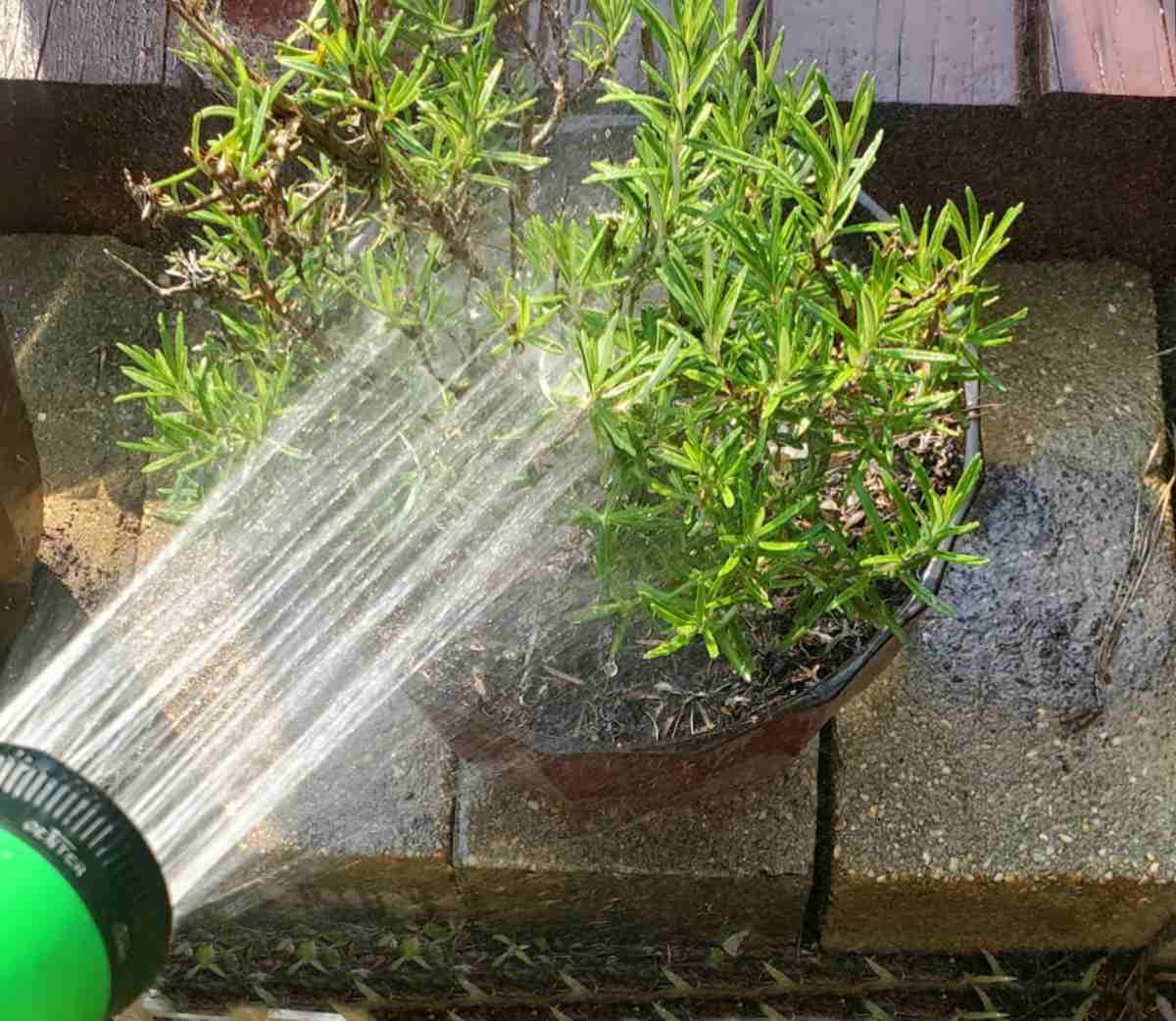 Regando uma planta de alecrim em um vaso com bico de regador.