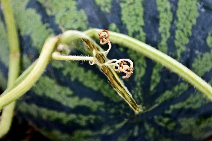 Um caule rachado indica maturidade. Uma melancia madura com o caule rachado.