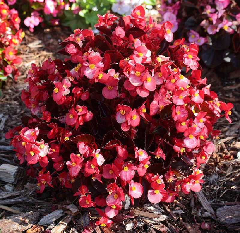 Flores vermelhas de uma begônia-cerosa cercadas por cobertura morta.