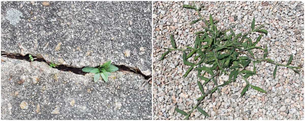 Ervas daninhas crescendo em uma fissura do pavimento e em uma entrada de cascalho.