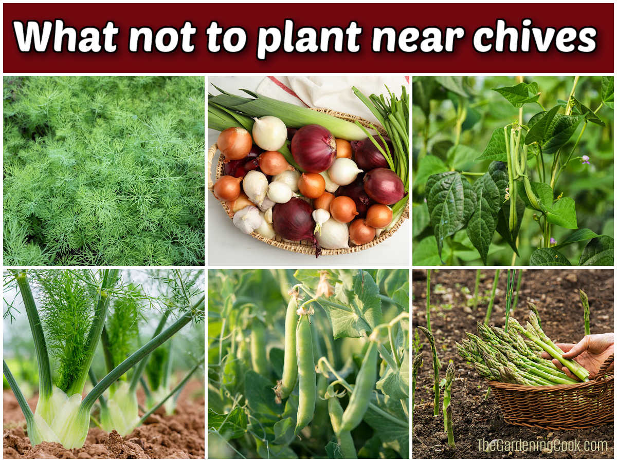 Mantenha estas plantas longe da cebolinha Imagens de funcho, endro, feijões, ervilhas, aspargos e alliums. A caixa de texto vermelha diz O que não plantar perto da cebolinha.