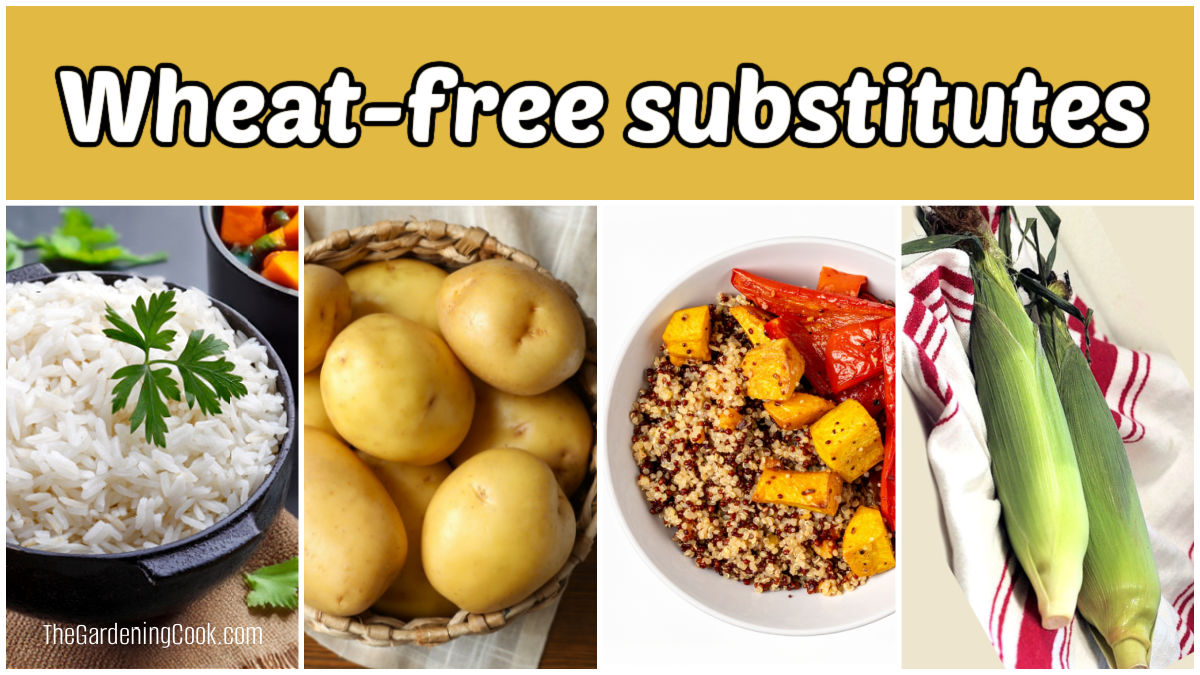 Arroz, batatas, quinoa e milho em uma colagem com texto amarelo que diz substitutos sem trigo.