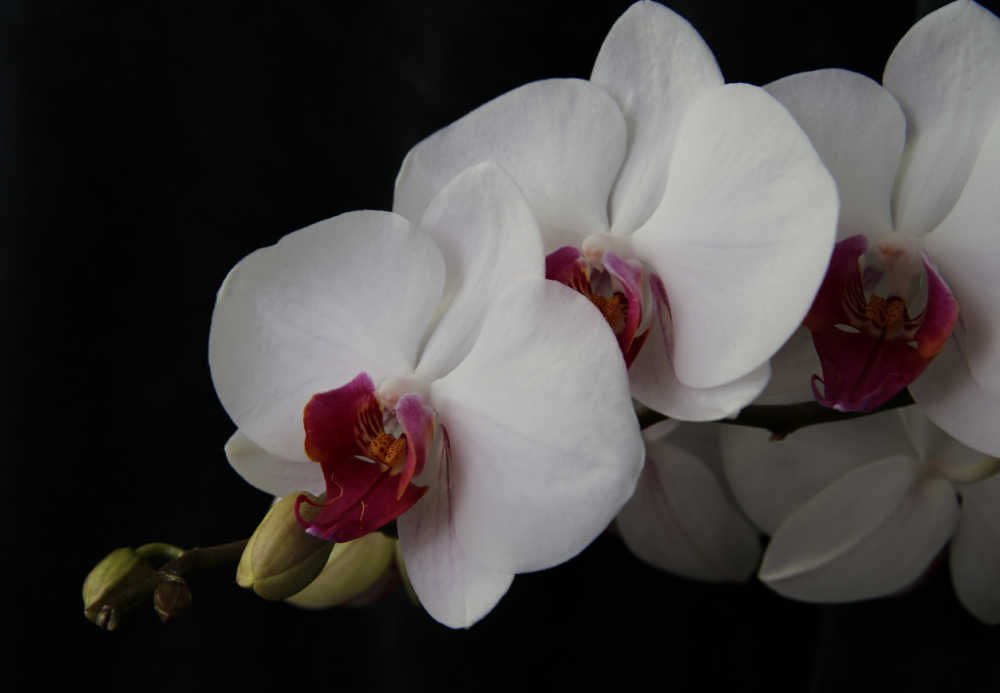 Orquídea-masculina branca em fundo preto.