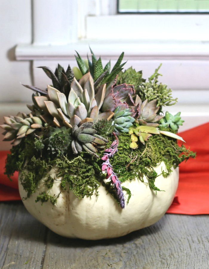 Plantador de suculenta branca