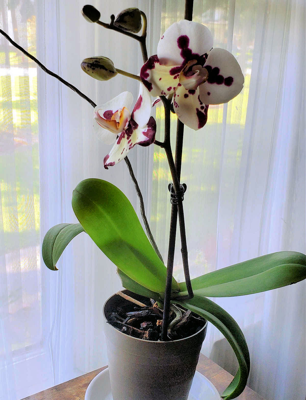 Uma orquídea mariposa branca e roxa em um vaso em frente a uma cortina de janela transparente.