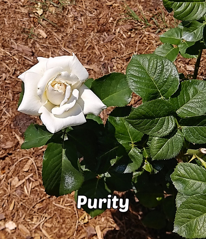 Uma rosa branca, apoiada sobre palha à esquerda das folhas, representando pureza e inocência.