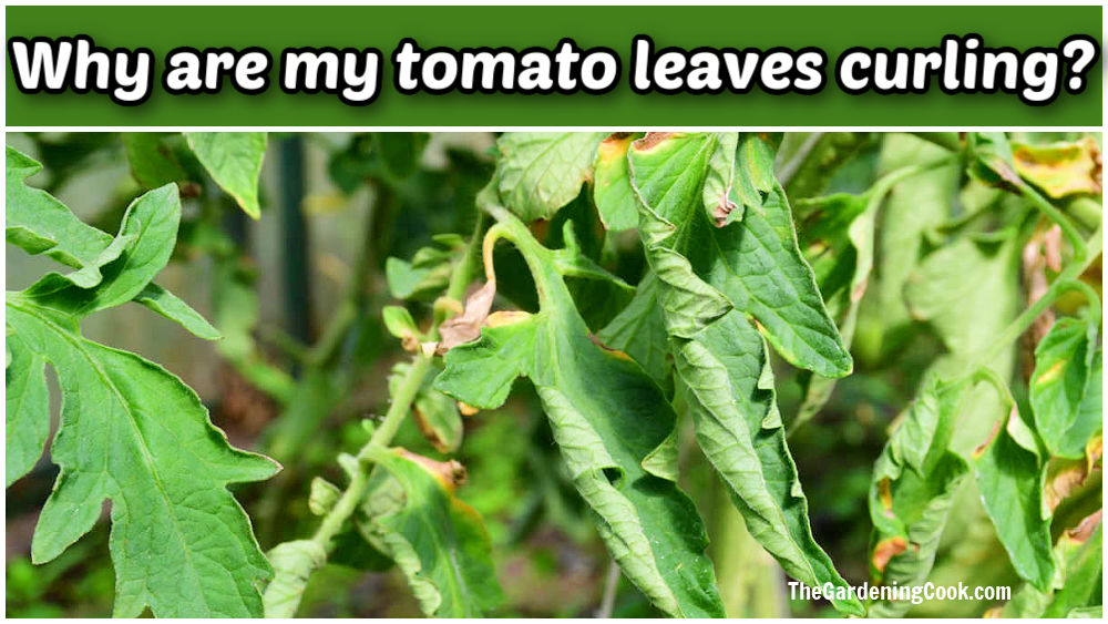 Folhas de tomate enroladas com as palavras Por que minhas folhas de tomate estão enrolando?
