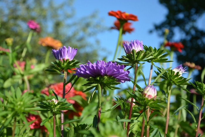 Plante muitos tipos de flores para incentivar as borboletas