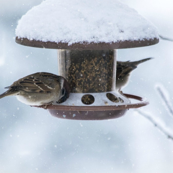 A alimentação de pássaros no inverno