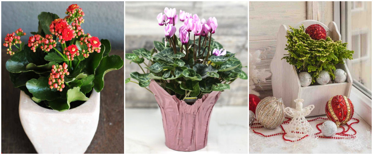 Outras plantas de casa que florescem no inverno Uma colagem com imagens de Flaming Katy, ciclâmen de florista e samambaia gelada.