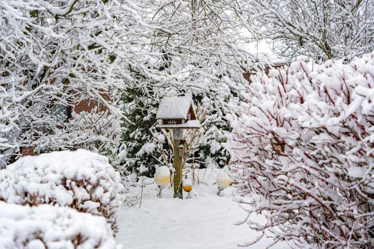 Jardim de quintal nevado Jardim de quintal com casinha de pássaros e árvores e arbustos cobertos de neve.