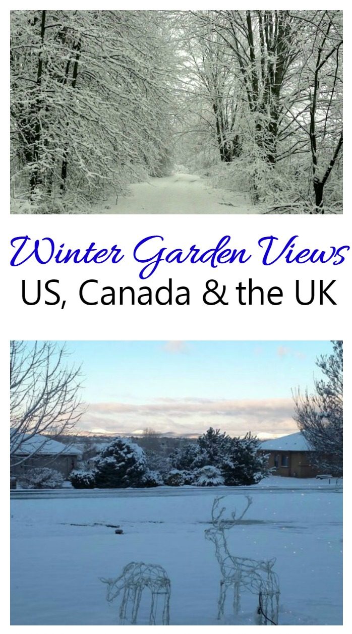 Estas visões do jardim de inverno, dos EUA, Canadá e Reino Unido, mostram que há algumas diferenças marcantes e muitas semelhanças quando você olha para fora da sua janela no inverno. Essas fotos são compartilhadas por leitores do meu blog. Por que não compartilhar sua foto também?