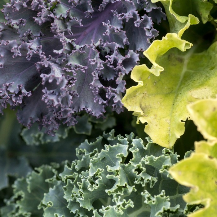 Vegetal resistente ao frio