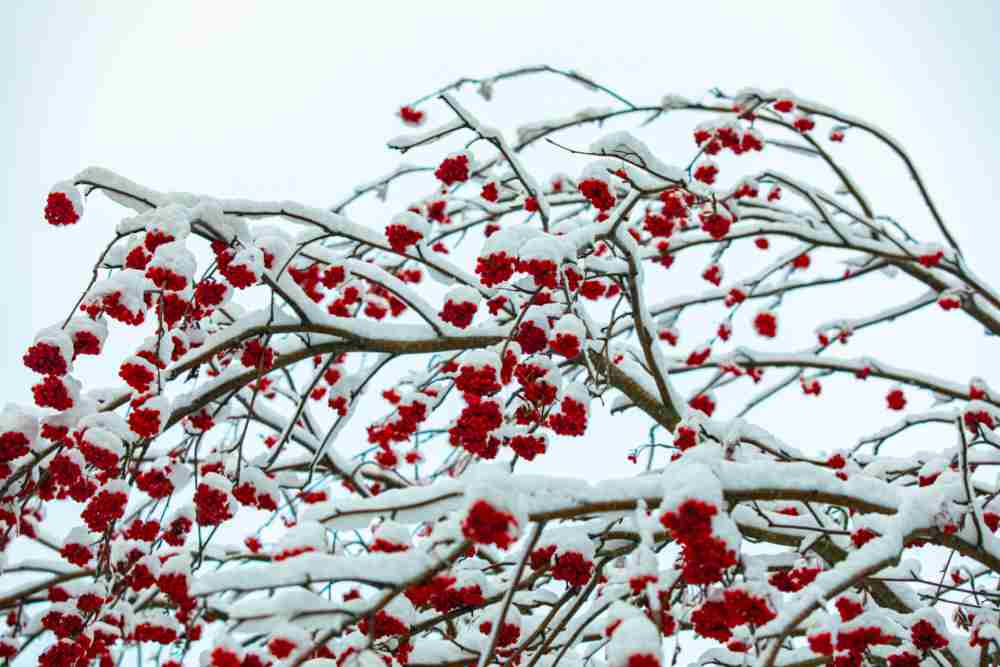 Winterberry holly coberta de neve — a planta perfeita de Natal!