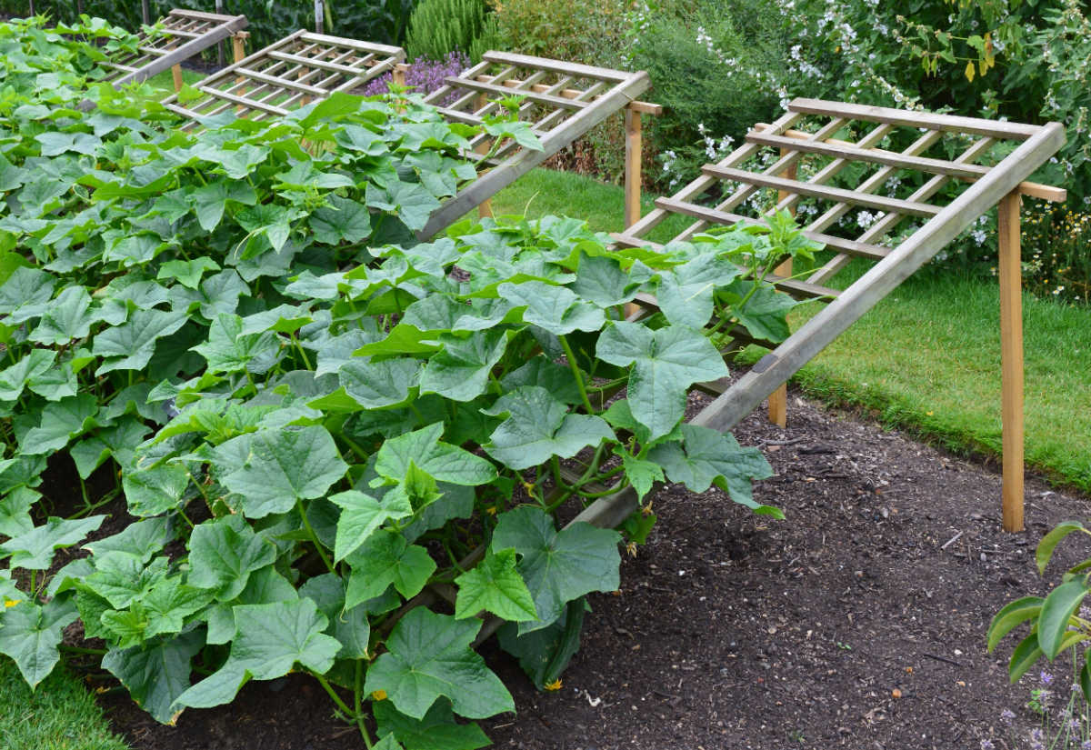 Treliças de pepino de madeira apoiando plantas de pepino verticalmente.