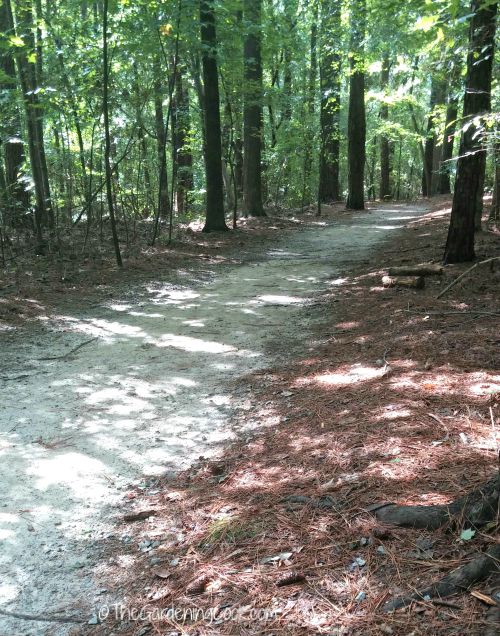 trilha para caminhada no Lake Benson