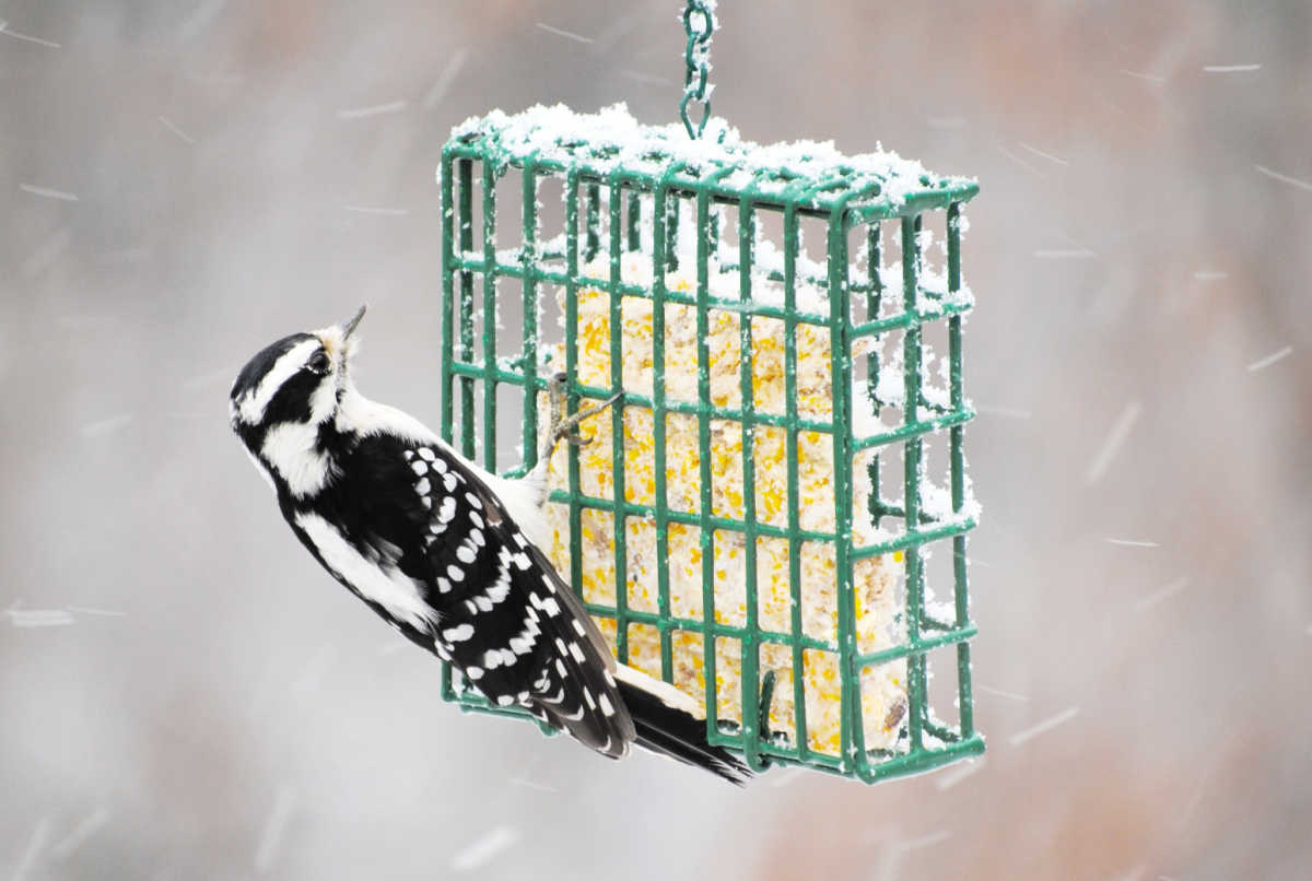 Os pica-paus adoram sebo Pica-pau em um comedouro verde para aves cheio de sebo no inverno.