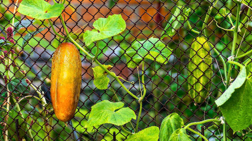 Pepinos ficando amarelos e pepinos verdes em uma treliça.