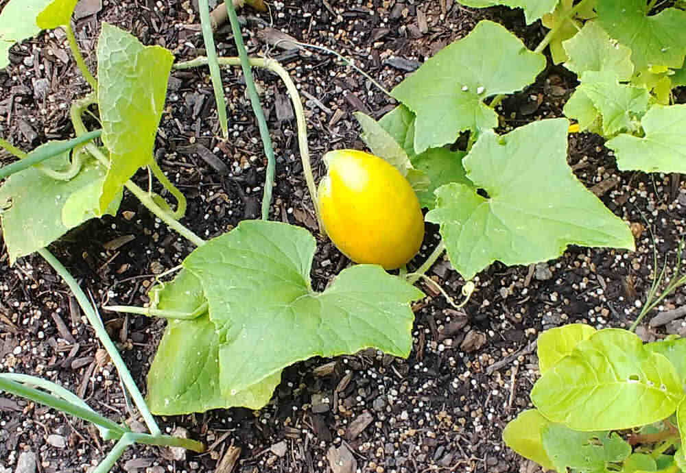 Pequeno pepino amarelo na videira.