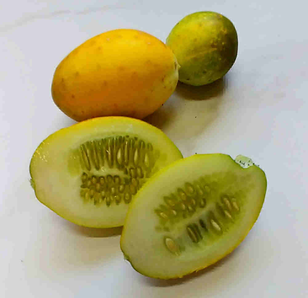 Pepinos ficando amarelos com muitas sementes dentro deles.