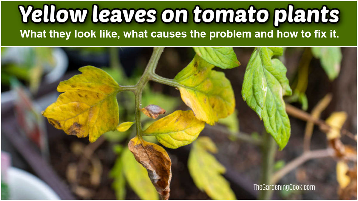 Folhas amarelas em plantas de tomate - como elas se parecem, o que causa o problema e como corrigi-lo.