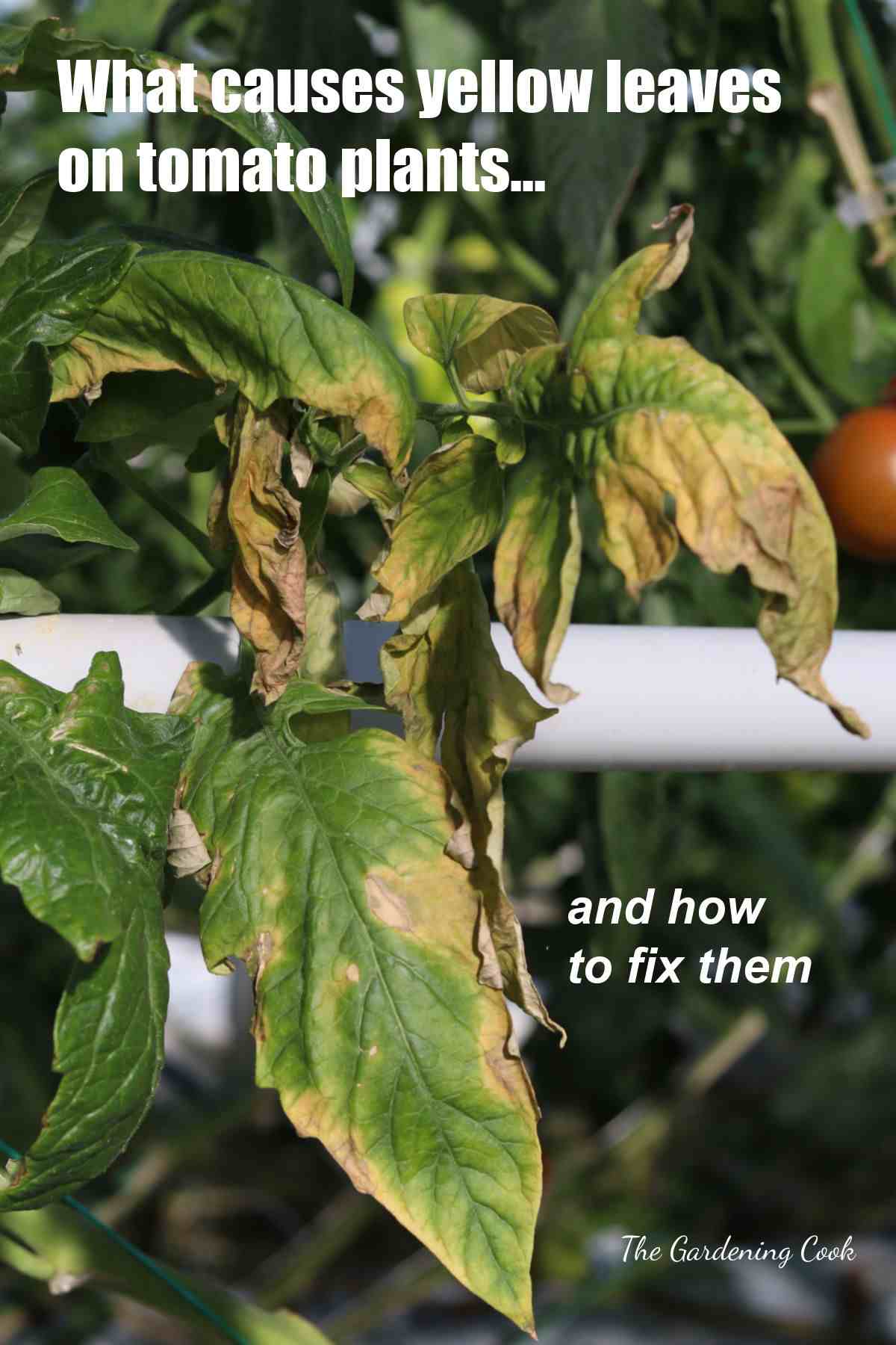 Folhas amarelas de tomateiro e o texto o que faz as folhas do tomate ficarem amarelas e como corrigi-las.