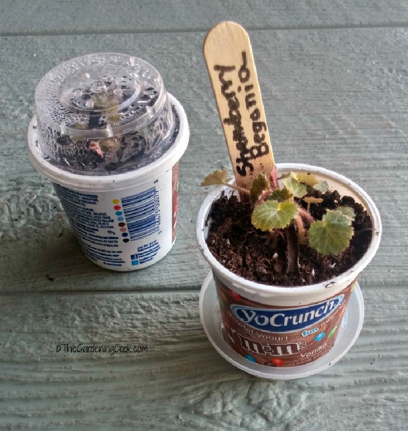 Uma muda de begônia-morango plantada em um vaso reciclado de iogurte.