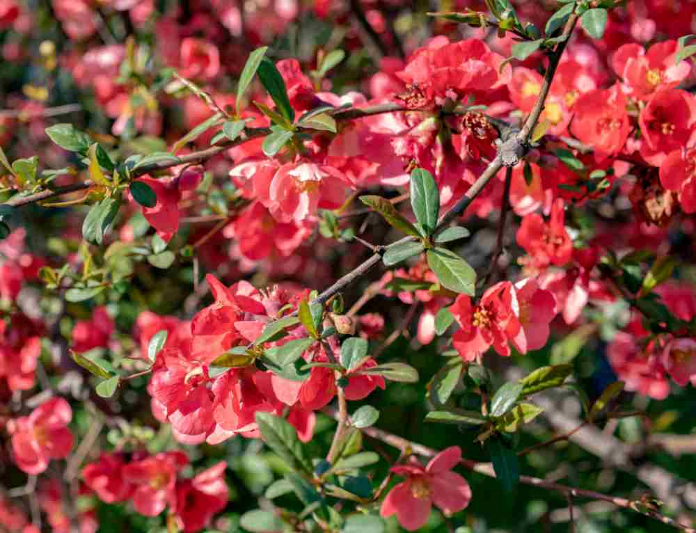 Yuletide Camellia em flor.