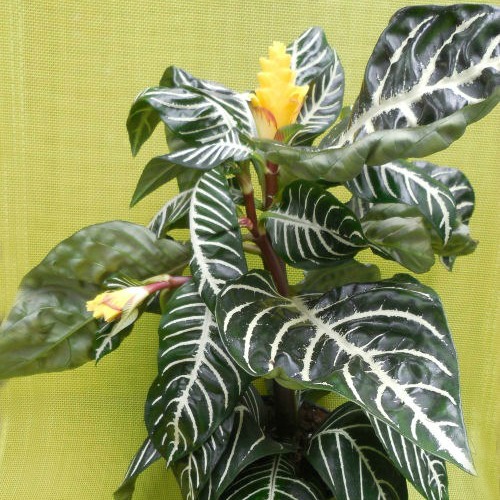 Planta zebra tem flores amarelas espetaculares e folhas verdes listradas.