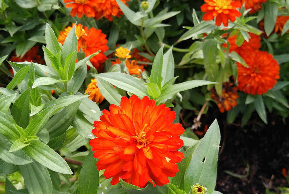 Flores laranja de zínia em plena floração.