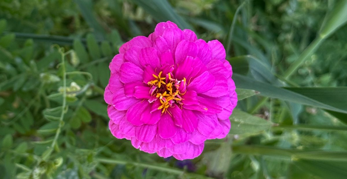 Uma foto de close-up de flores anuais rosas de uma planta de Zinnia elegans com pétalas magenta e anteras amarelas.