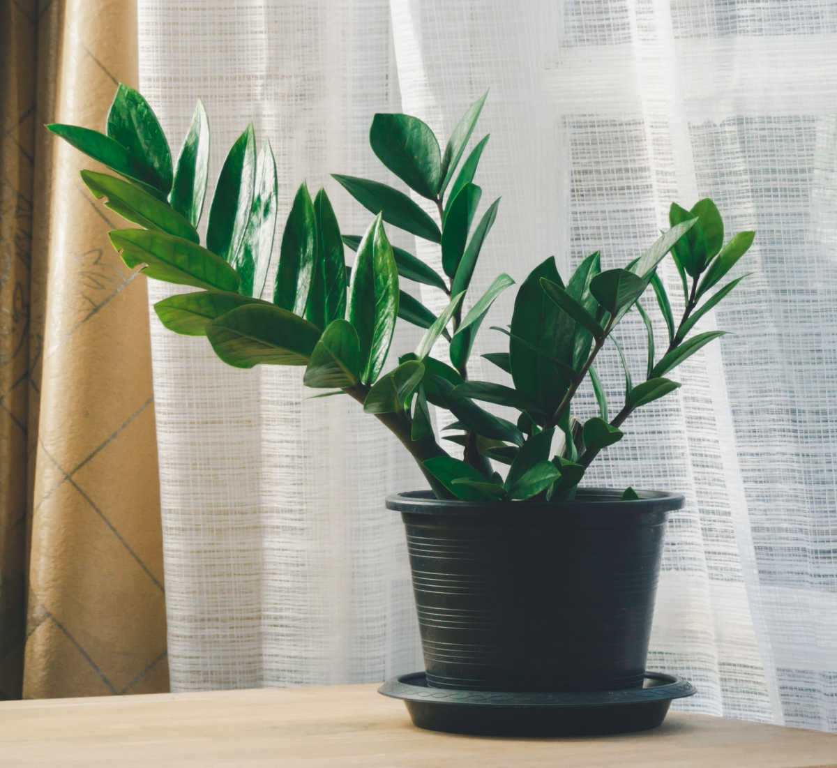 Uma ótima planta para pouca luz - ZZ plant em um vaso preto com pratinho sobre uma mesa em frente a uma cortina.